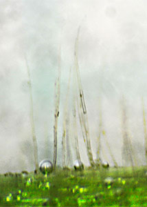 bristly buttercup-26