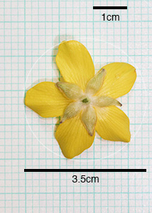 bristly buttercup-7