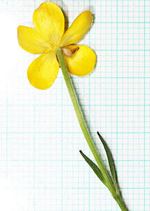 bristly buttercup-8
