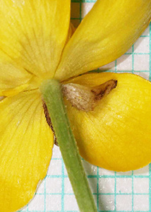 bristly buttercup-9