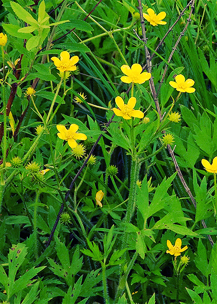 bristly buttercup