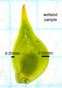 wetland-5