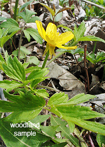 woodland-1