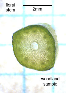 woodland-2