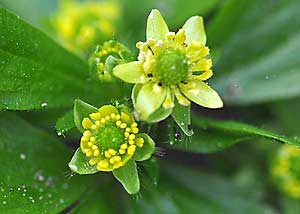 Hooked buttercup