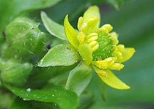 Hooked buttercup
