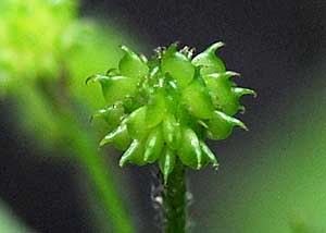 Hooked buttercup