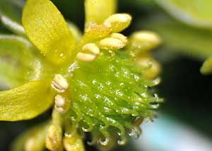 Hooked buttercup