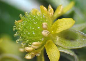 Hooked buttercup
