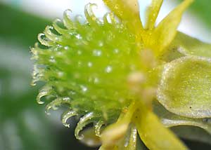 Hooked buttercup