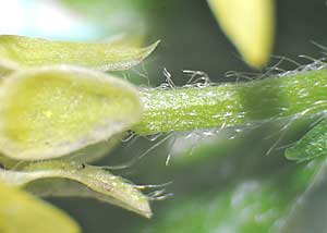 Hooked buttercup