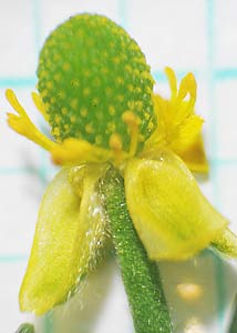 cursed buttercup-9