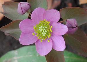 Rue Anemone