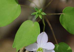 Rue Anemone