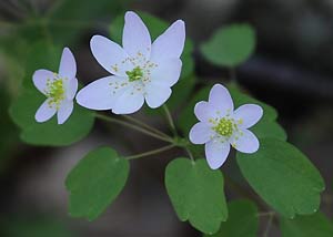 Rue Anemone