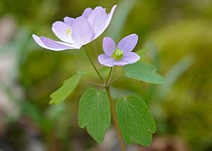 Rue Anemone