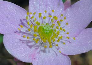 Rue Anemone