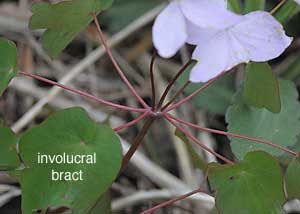 Rue Anemone