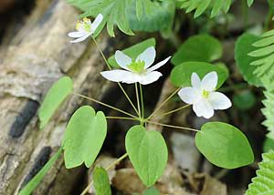 Rue Anemone