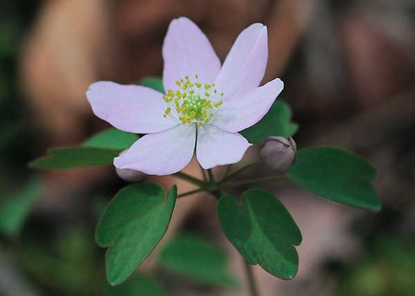 Rue Anemone