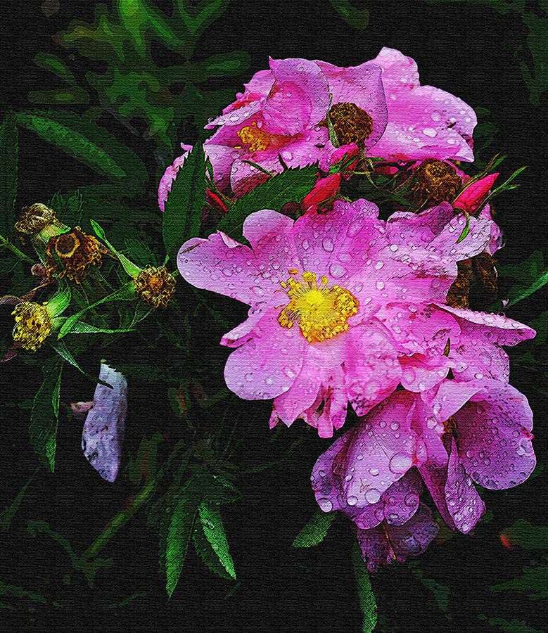 Prairie rose