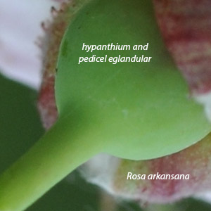 Rosa arkansana