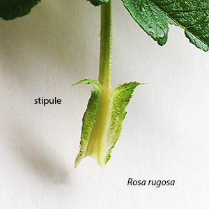 stipule