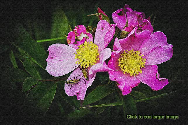 prairie wildrose