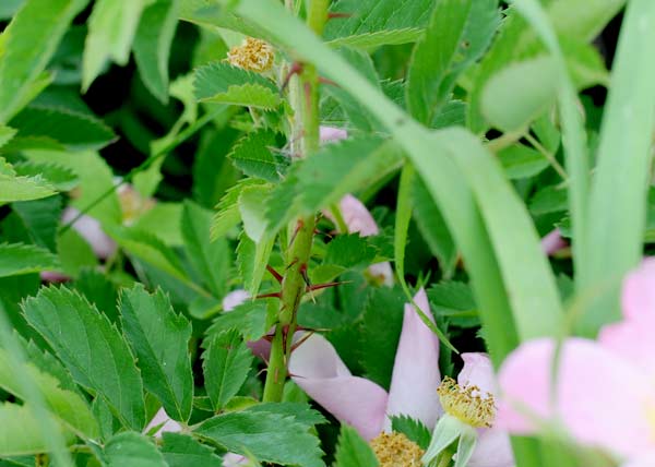 prairie wildrose