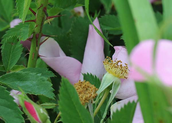 prairie wildrose