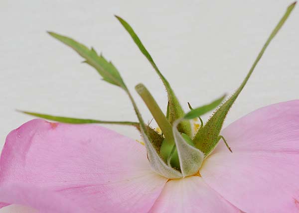 prairie wildrose