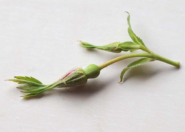 prairie wildrose