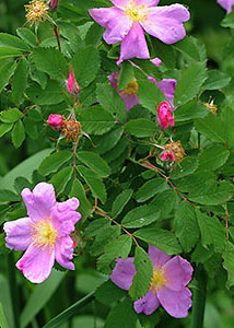 Meadow rose-1