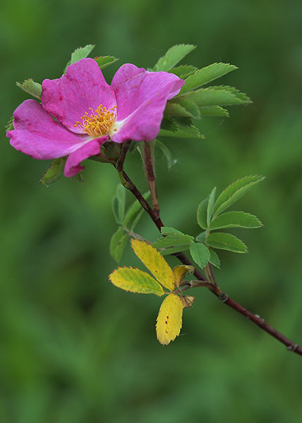 Meadow rose