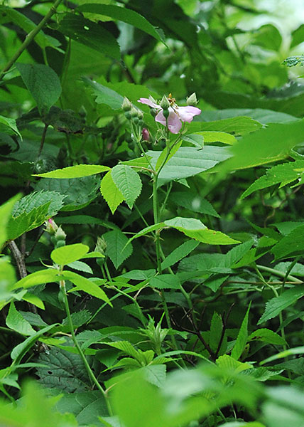 climbing rose