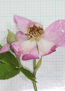 climbing rose-4