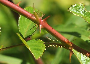 Multiflora rose