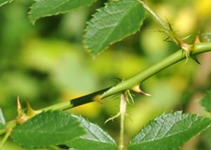 Multiflora rose