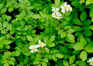 Multiflora rose