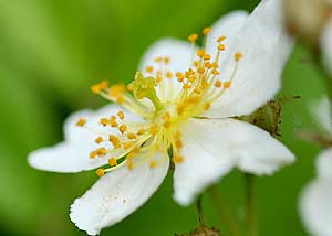 Multiflora rose