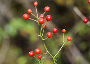 Multiflora rose