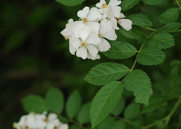 Multiflora rose