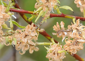 meadow willow