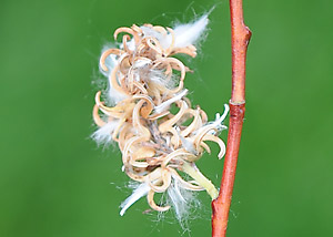 meadow willow