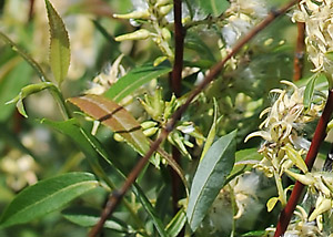 meadow willow