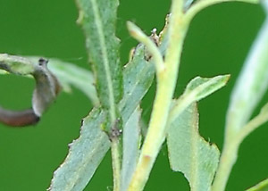 meadow willow