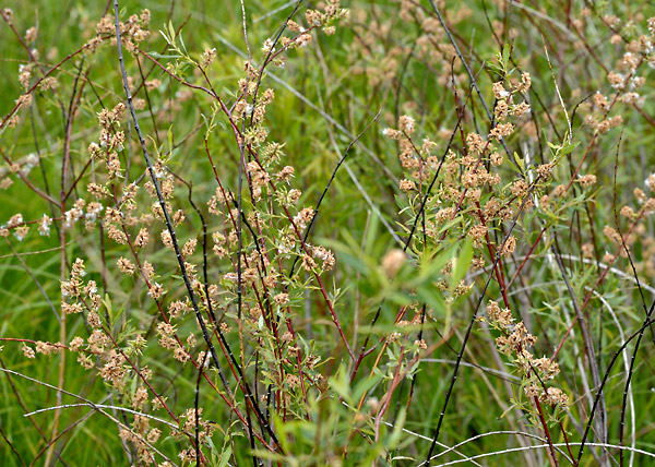 meadow willow