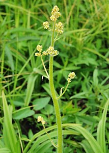 Swamp saxifrage-2