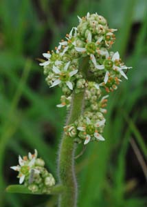 Swamp saxifrage-4