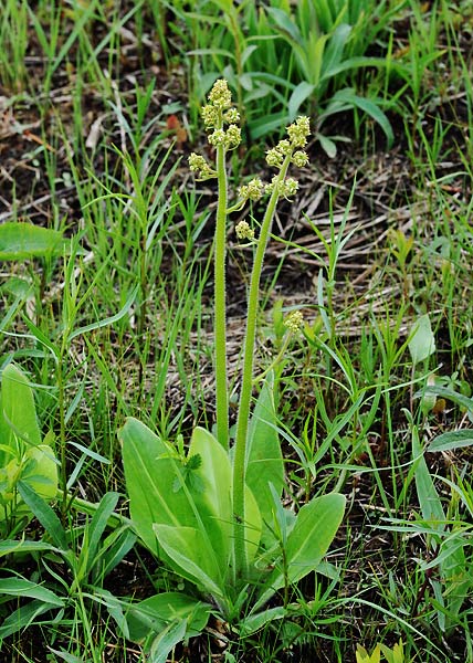 Swamp saxifrage